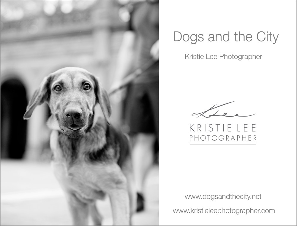 dogs_and_the_city kristie_lee_photographer maverick