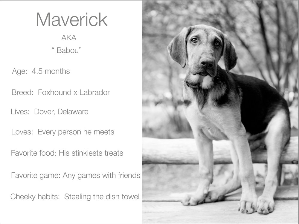 profile dogs_and_the_city kristie_lee_photographer Maverick