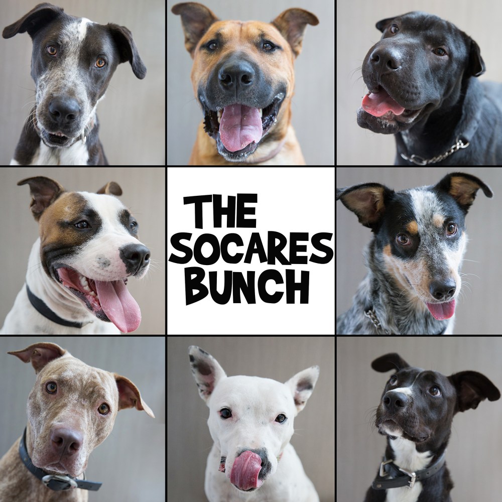 The socares bunch 2