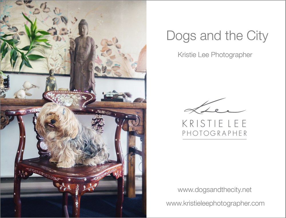 Teddy Bear dogs_and_the_city kristie_lee_photographer