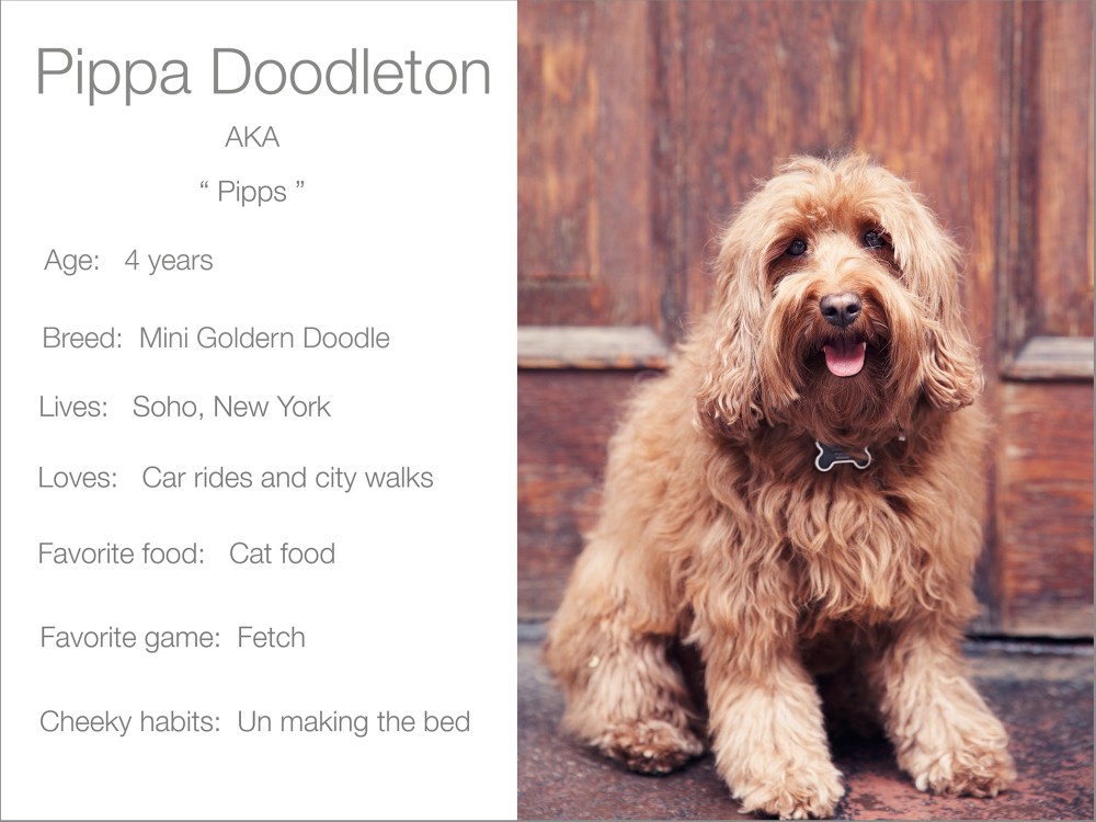 Pippa profile dogs_and_the_city kristie_lee_photographer Charlie