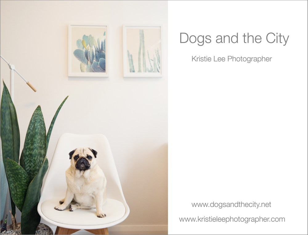 dogs_and_the_city kristie_lee_photographer