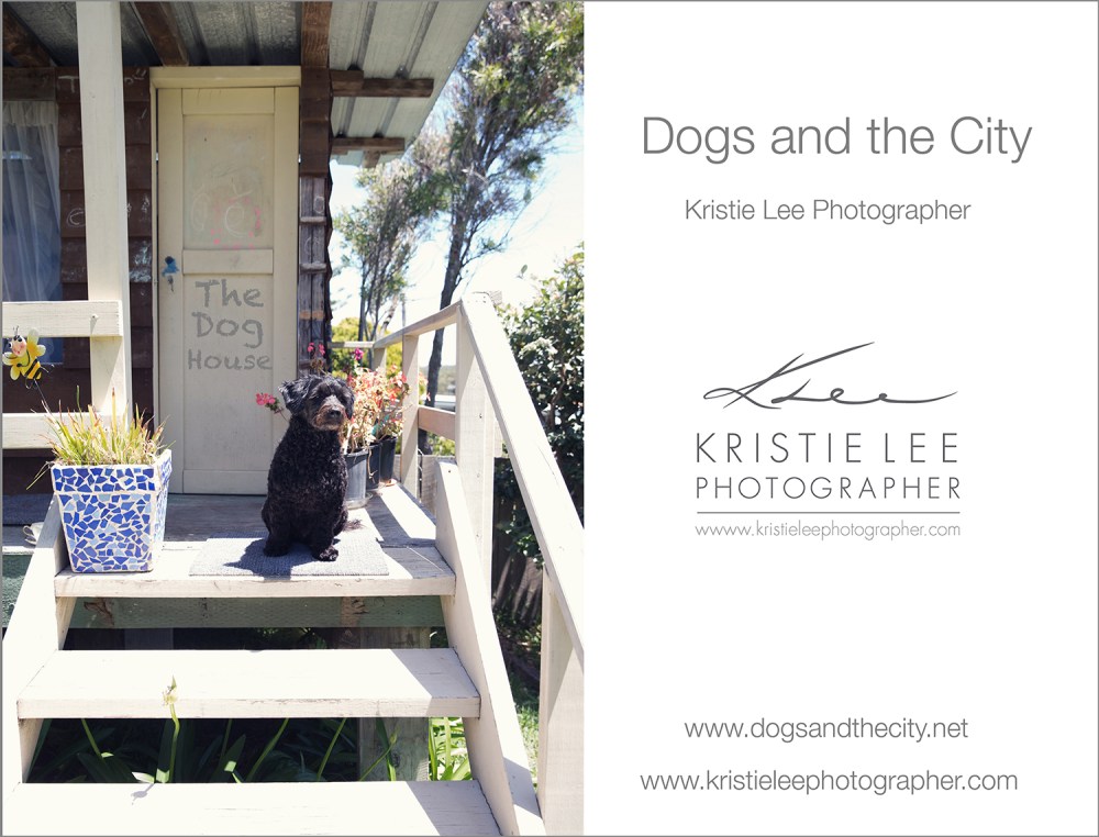 mako dogs_and_the_city kristie_lee_photographer