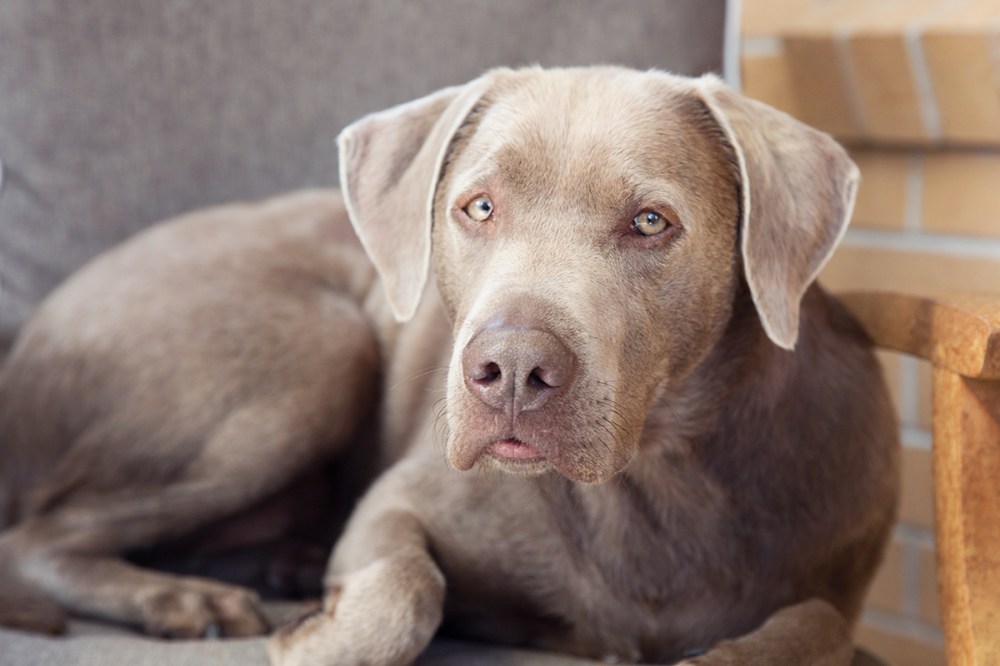 O04A9428 TANK kristie_lee_photographer