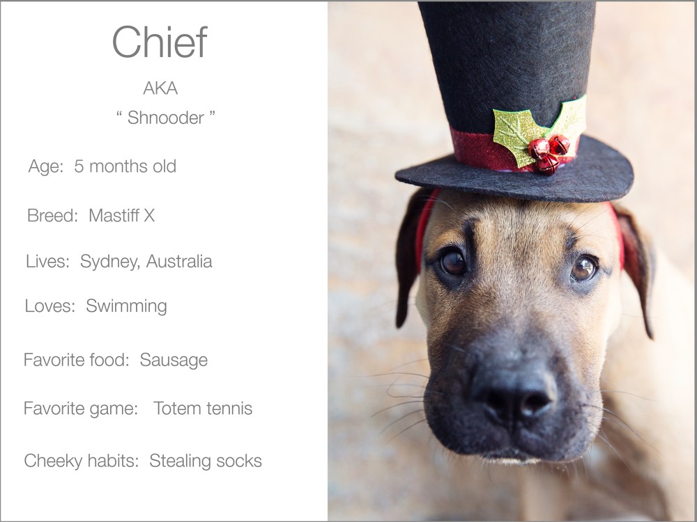 Chief profile dogs_and_the_city kristie_lee_photographer Charlie.jpg