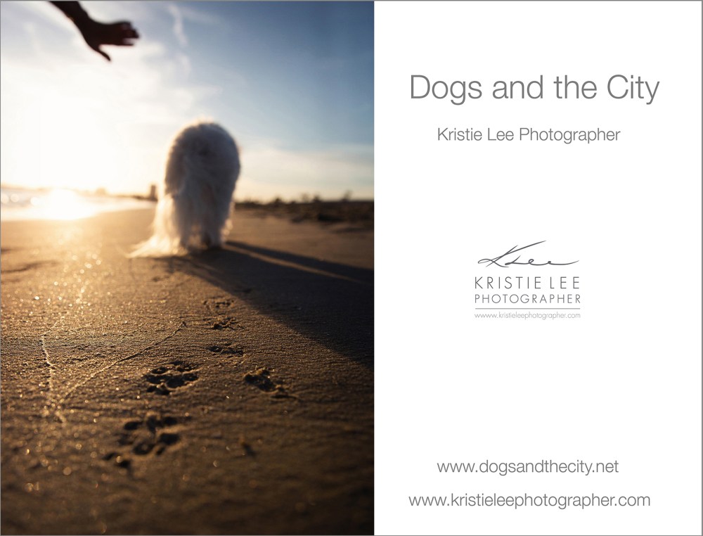 Be'Be' dogs_and_the_city kristie_lee_photographer