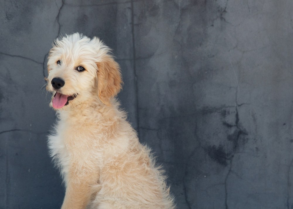 O04A6073 Odin kristie_lee_photographer