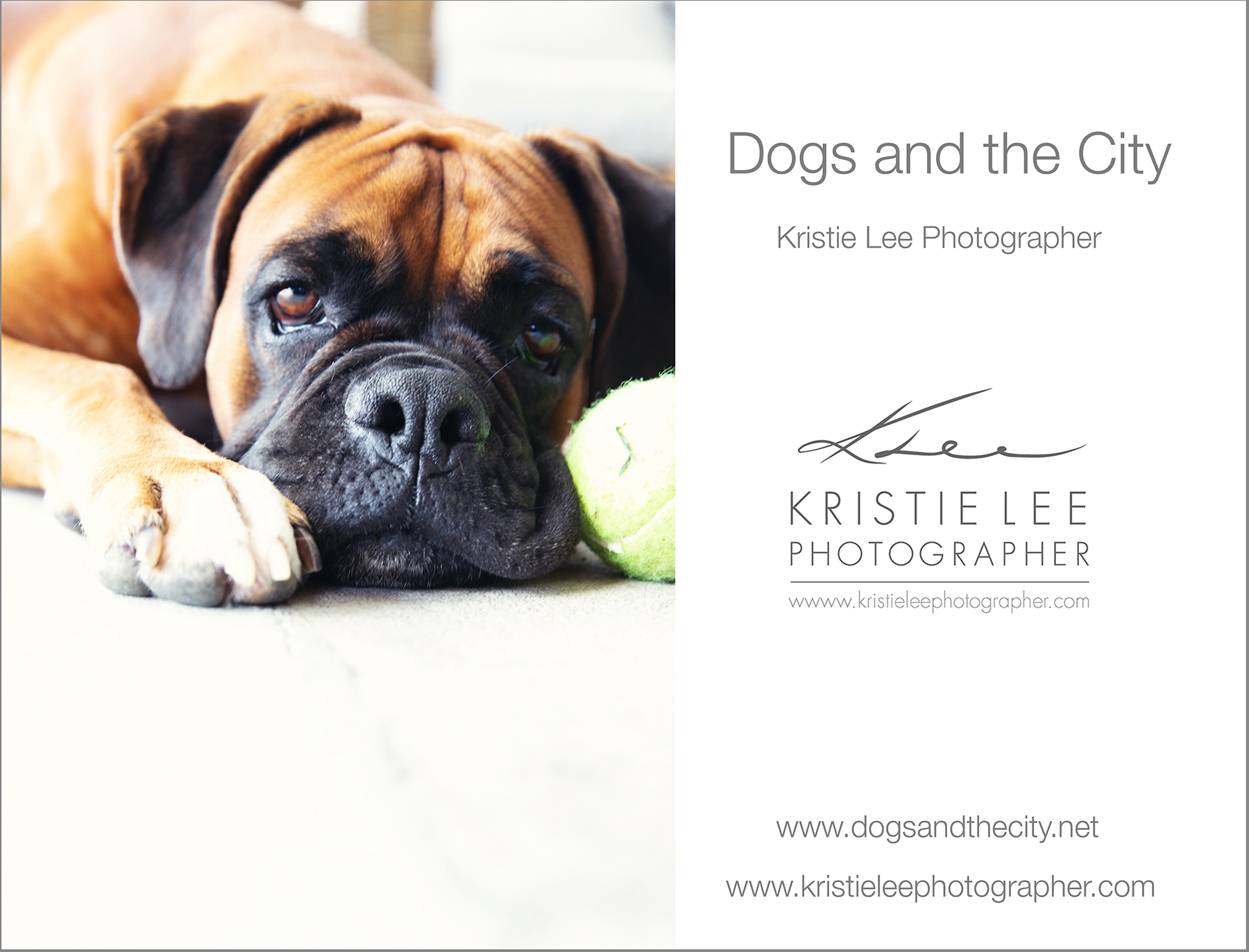 Nixon dogs_and_the_city kristie_lee_photographer
