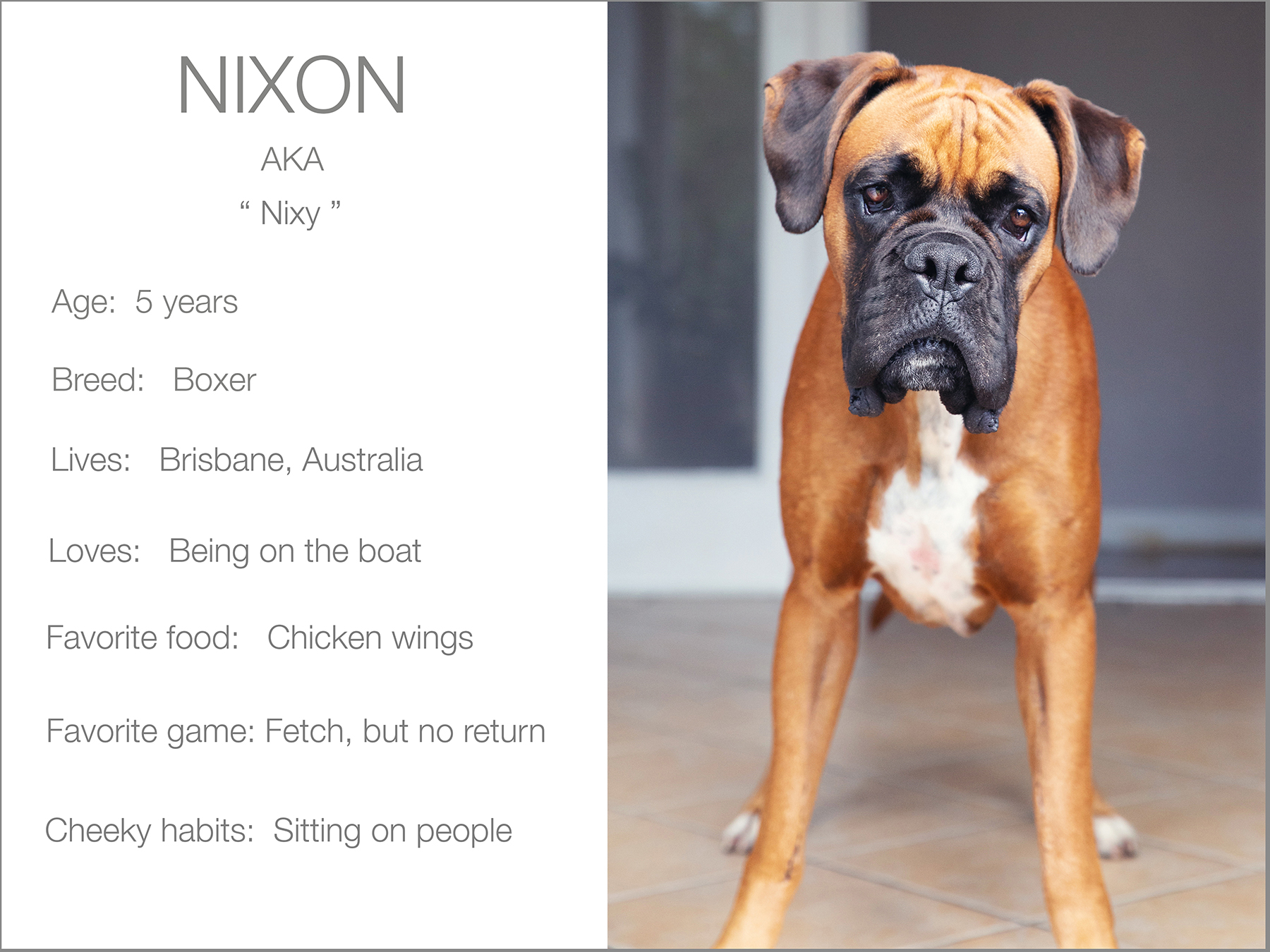 Nixon profile dogs_and_the_city kristie_lee_photographer Charlie.jpg
