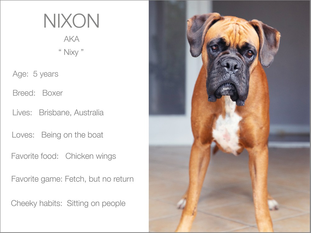 Nixon profile dogs_and_the_city kristie_lee_photographer Charlie.jpg