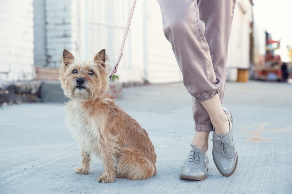 O04A3164 Clover kristie_lee_photographer copy