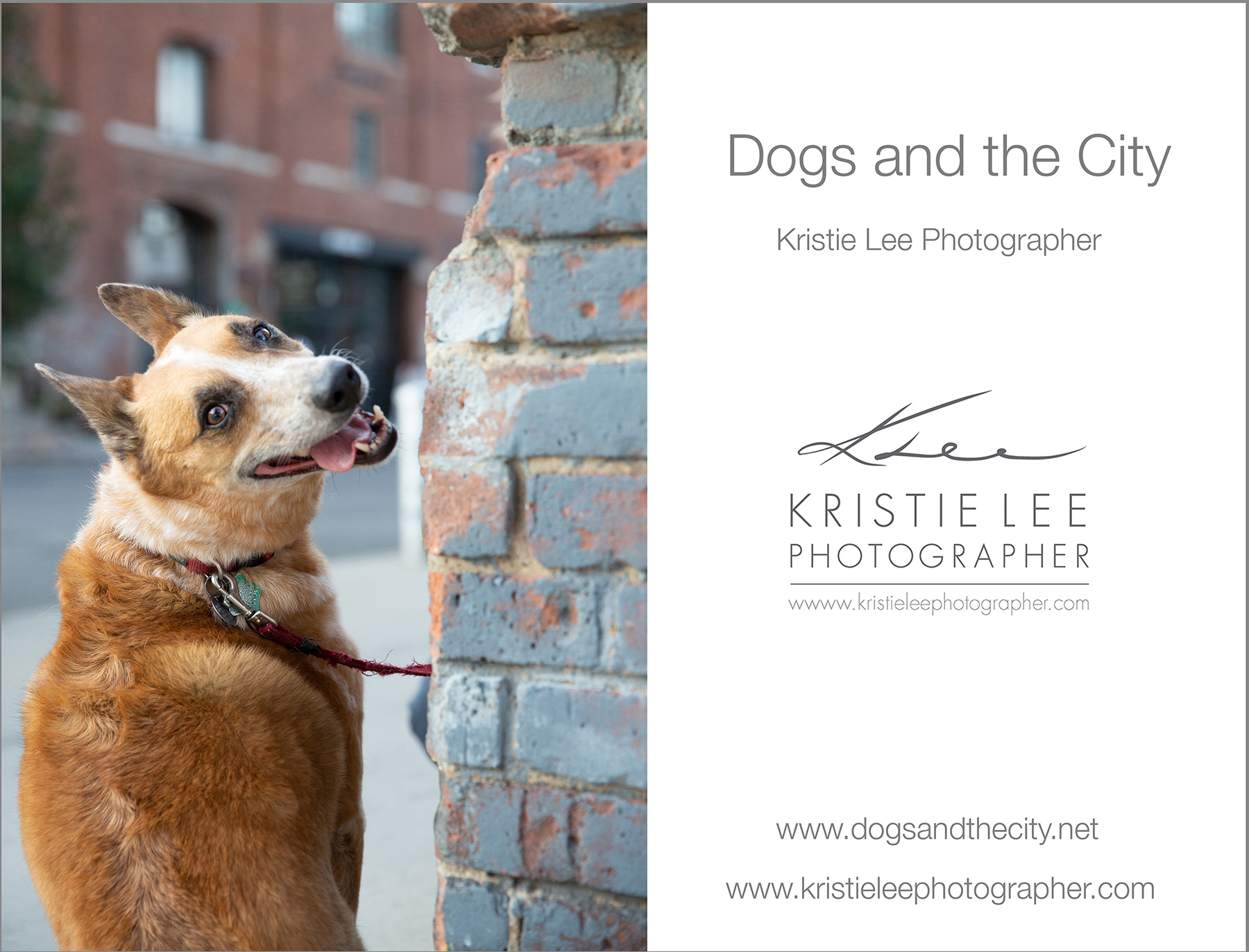 Yolanda dogs_and_the_city kristie_lee_photographer