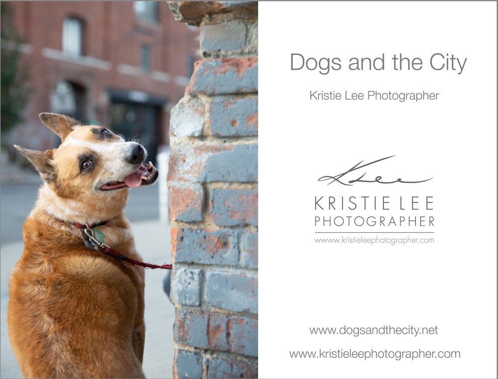 Yolanda dogs_and_the_city kristie_lee_photographer