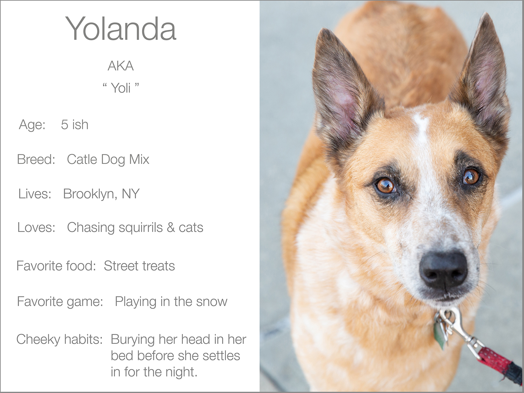Yolanda profile dogs_and_the_city kristie_lee_photographer Charlie.jpg 2